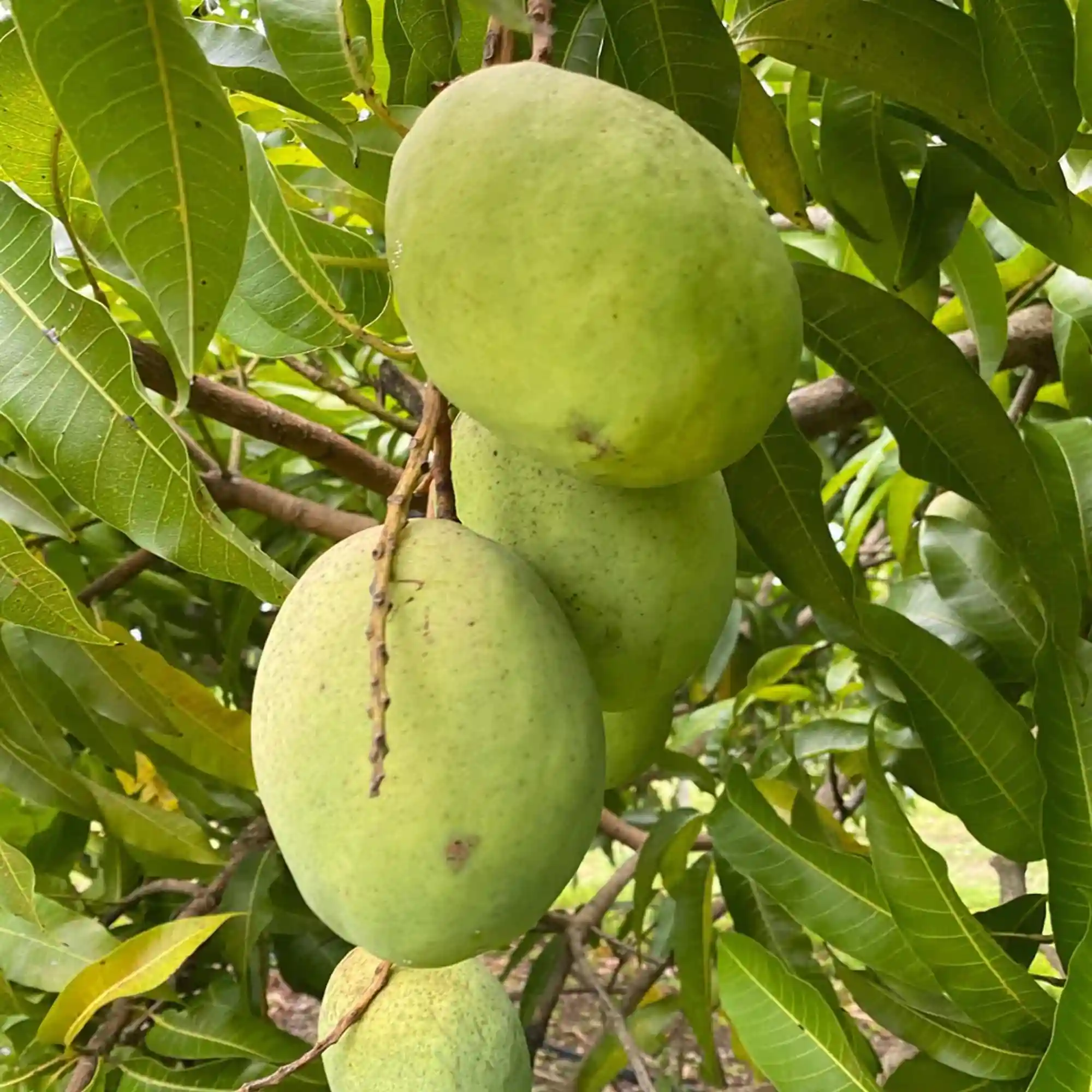 Coconut Mango (નાળિયેર સુગંધ કેરી)